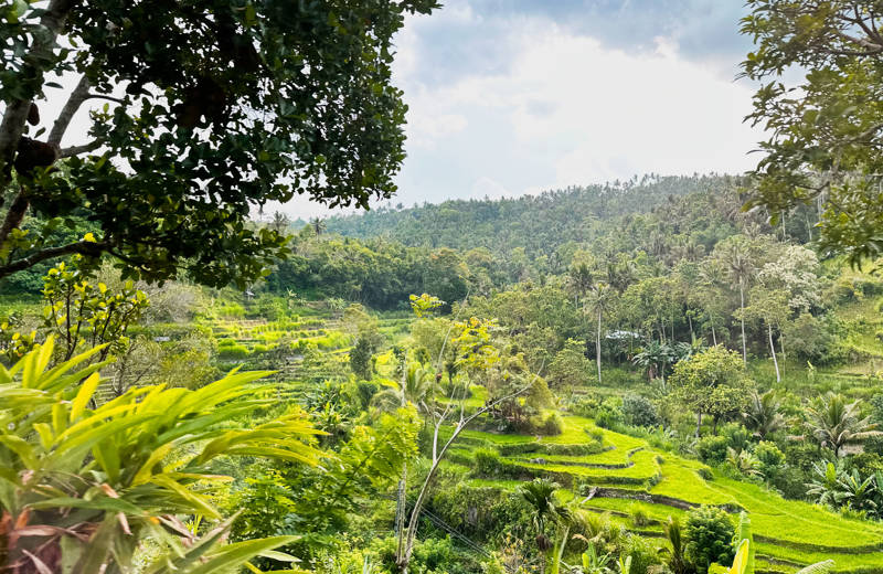 Greener than green rice terraces on the island of Bali in Indonesia