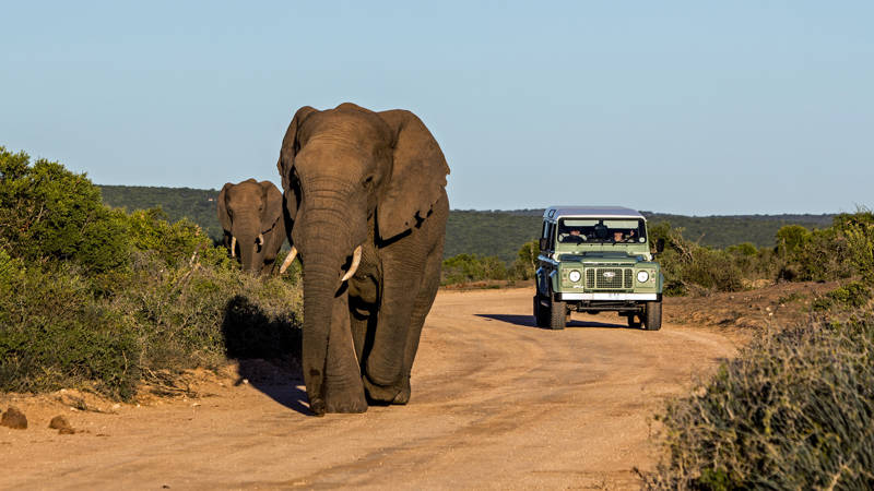 Image of elephants in front of a safari jeep in South Africa - KILROY