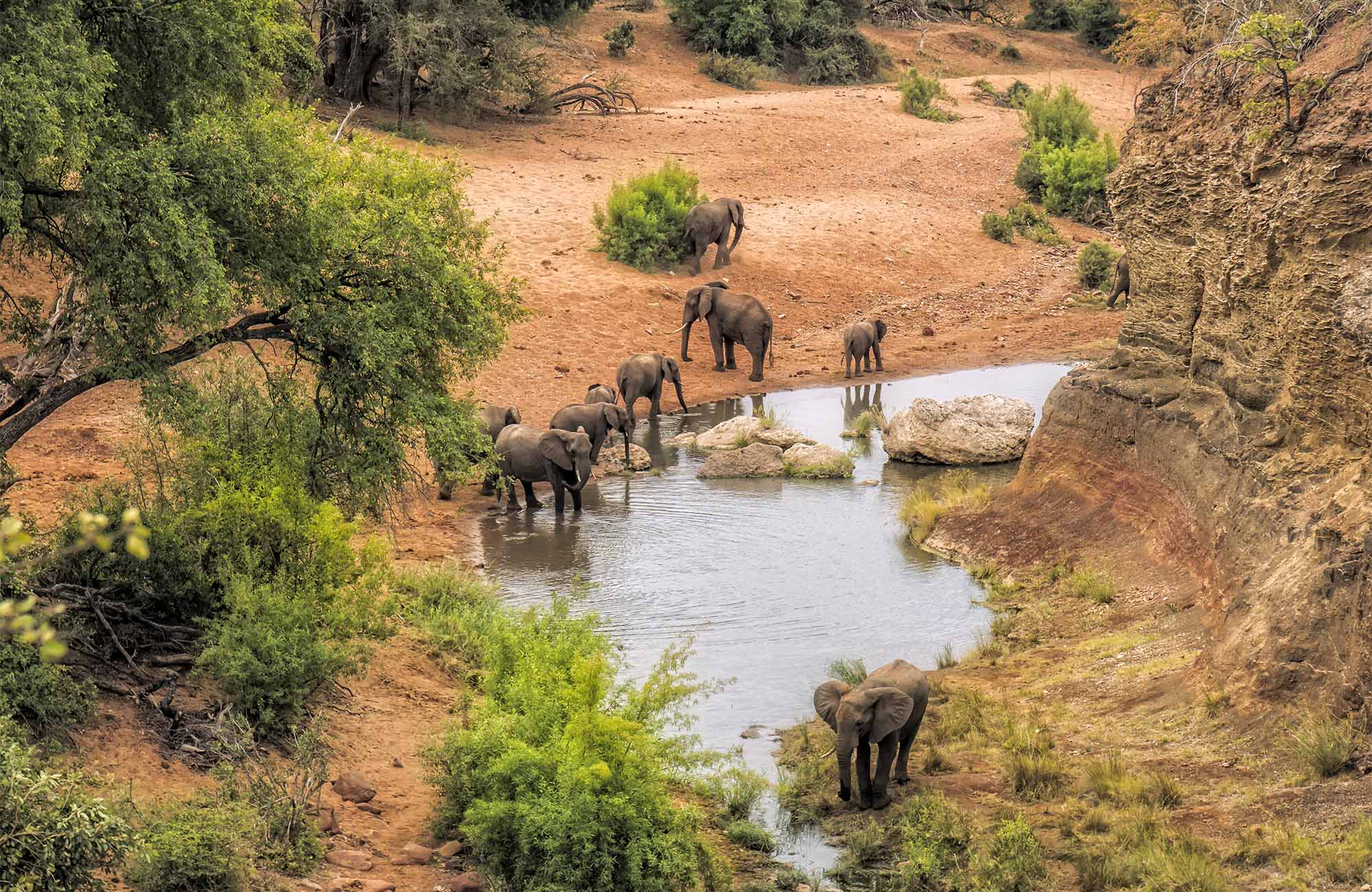 Image of a herd of elephants at watering hole in South Africa - KILROY