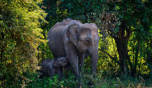 Sri Lanka Udawalawe Reservoir Elephants