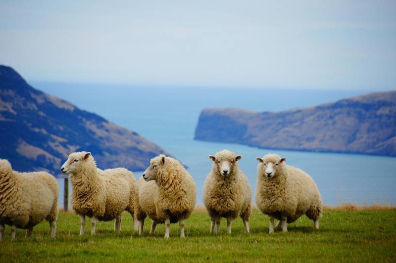 Image of sheep on a patch of grass overlooking the sea somewhere in New Zealand - KILROY