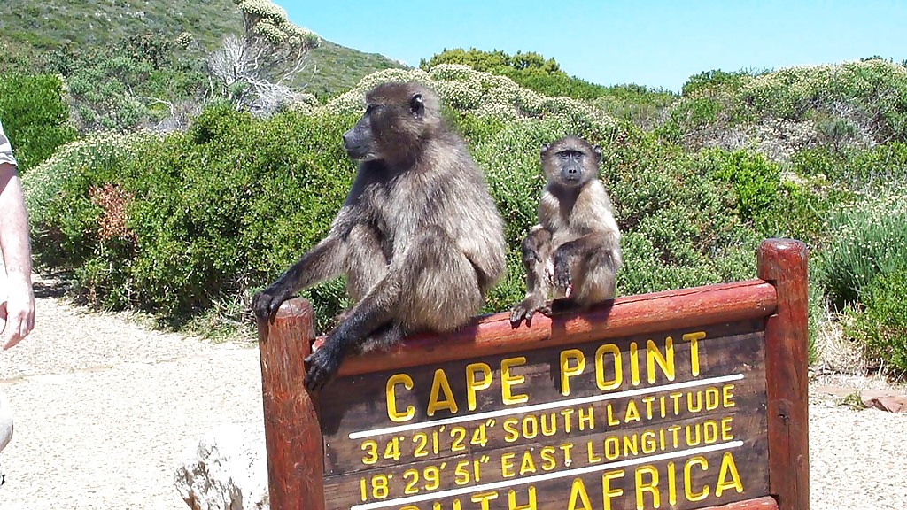 saltycrax_cape_point_1_1280x720_for_navi_web