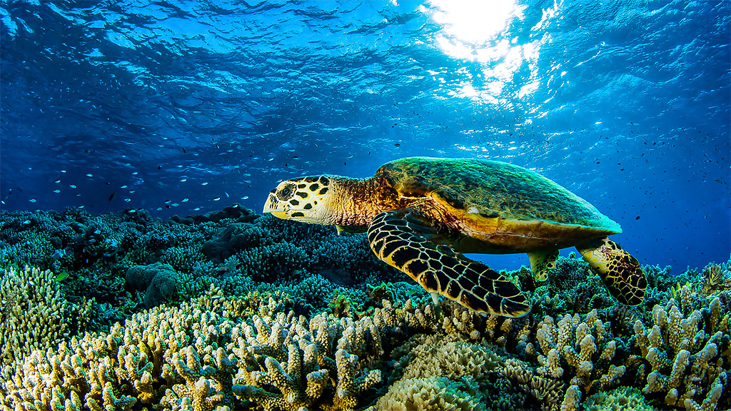 ttt13dvisaydiscover_9_1280x720_for_navi_web