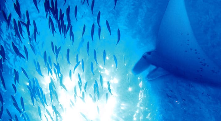 12_Fiji_Yasawas_Mantaray_Island