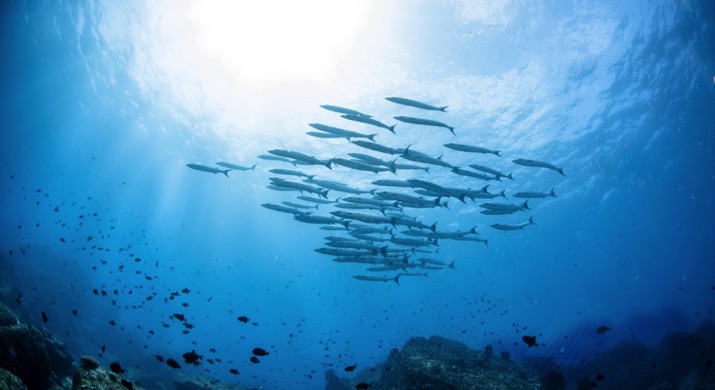 1_Pulau_Weh_Diving-068