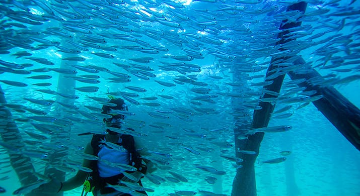 1_Zanzibar__0000s_0001s_0008_Selected%20Adv%20Feb09%20behandlet%20Aperture%2022