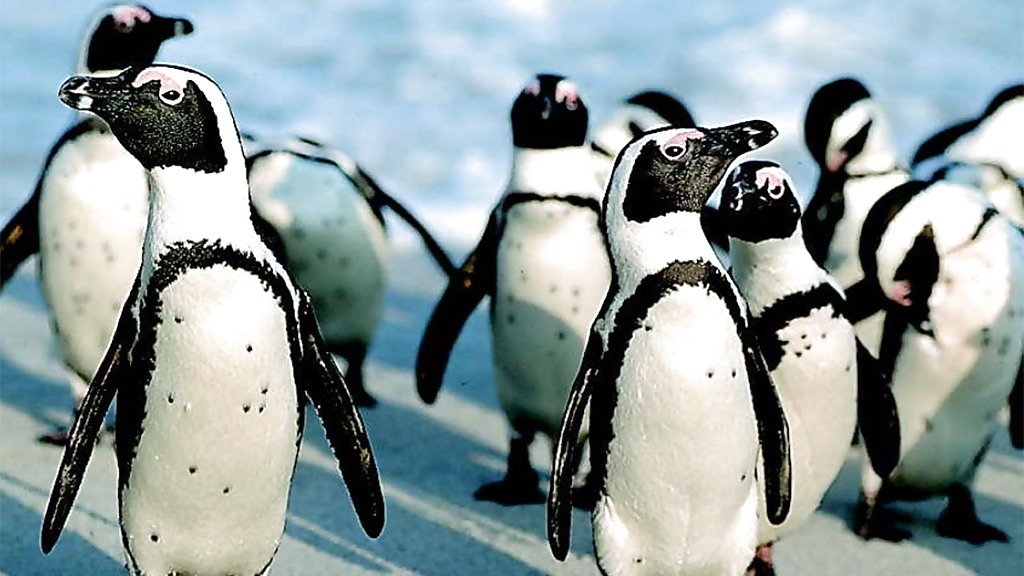 saltycrax_save_cpt_garden_safari_1_1280x720_for_navi_web