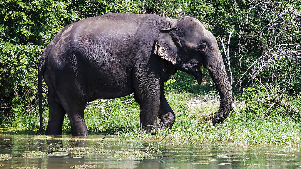 nkar_yala_1_1280x720