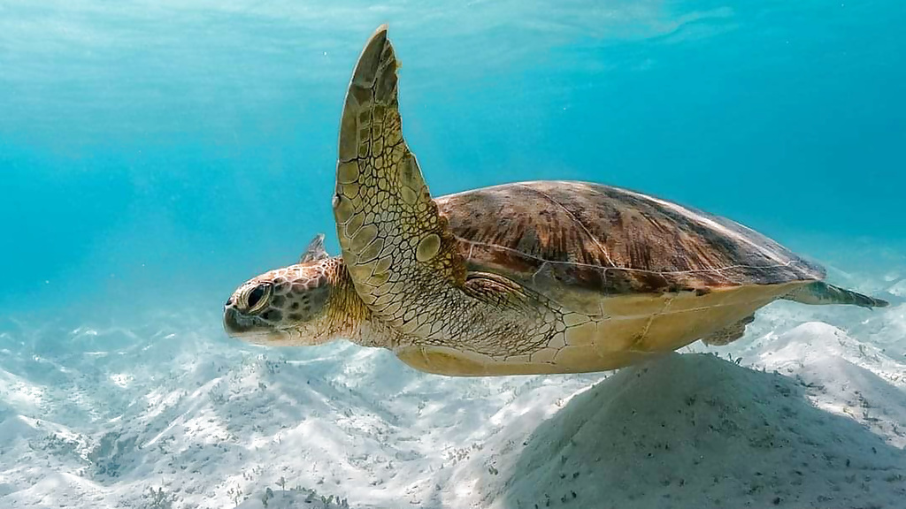 ttt9dbalabac-backp_1