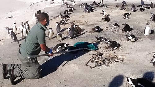 penguin_and_seabird_1_1280x720_for_navi_web