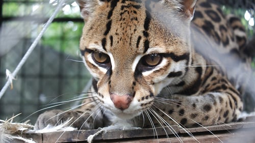 amazon-animal-rescue-centre-20_1280x720