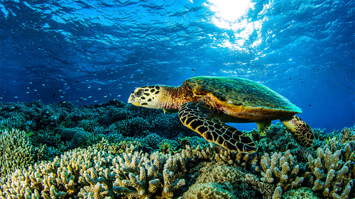 ttt13dvisaydiscover_9_1280x720_for_navi_web