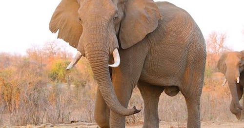 32923-caaf0e4c-ec67-4818-a77b-430d741cde54-thumbnail