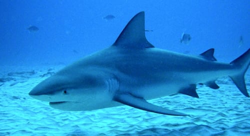 10_Mexico_Playa_Del_Carmen