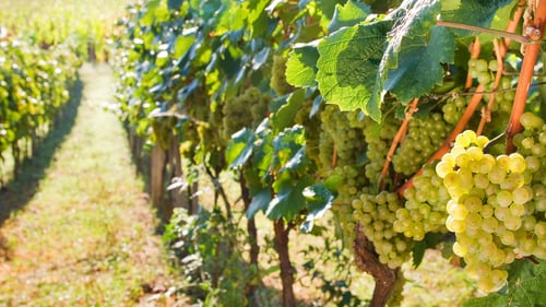 41-iberinbound-barcelona-bodegas-torres