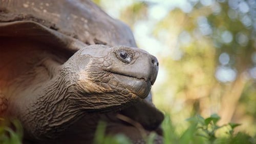 itinerary_mobi_Ecuador-Galapagos-Tortoise-Close-Up-Stephanie-Kretzschmer-2013-1M6C5865-Lg-RGB-web