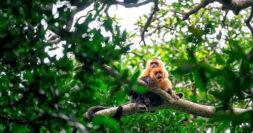 42840-91e1421d-9531-4393-b107-0872b60da30c-thumbnail