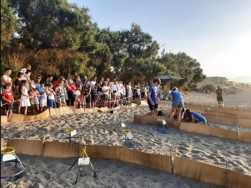 1638-1639-hellas-vacances-athens-havskildpadde_center