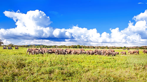 elephant_gathering_2_1280x720_for_navi_web