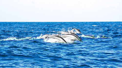 kalpitiya_dolphin_watching_1_1280x720_for_navi_web