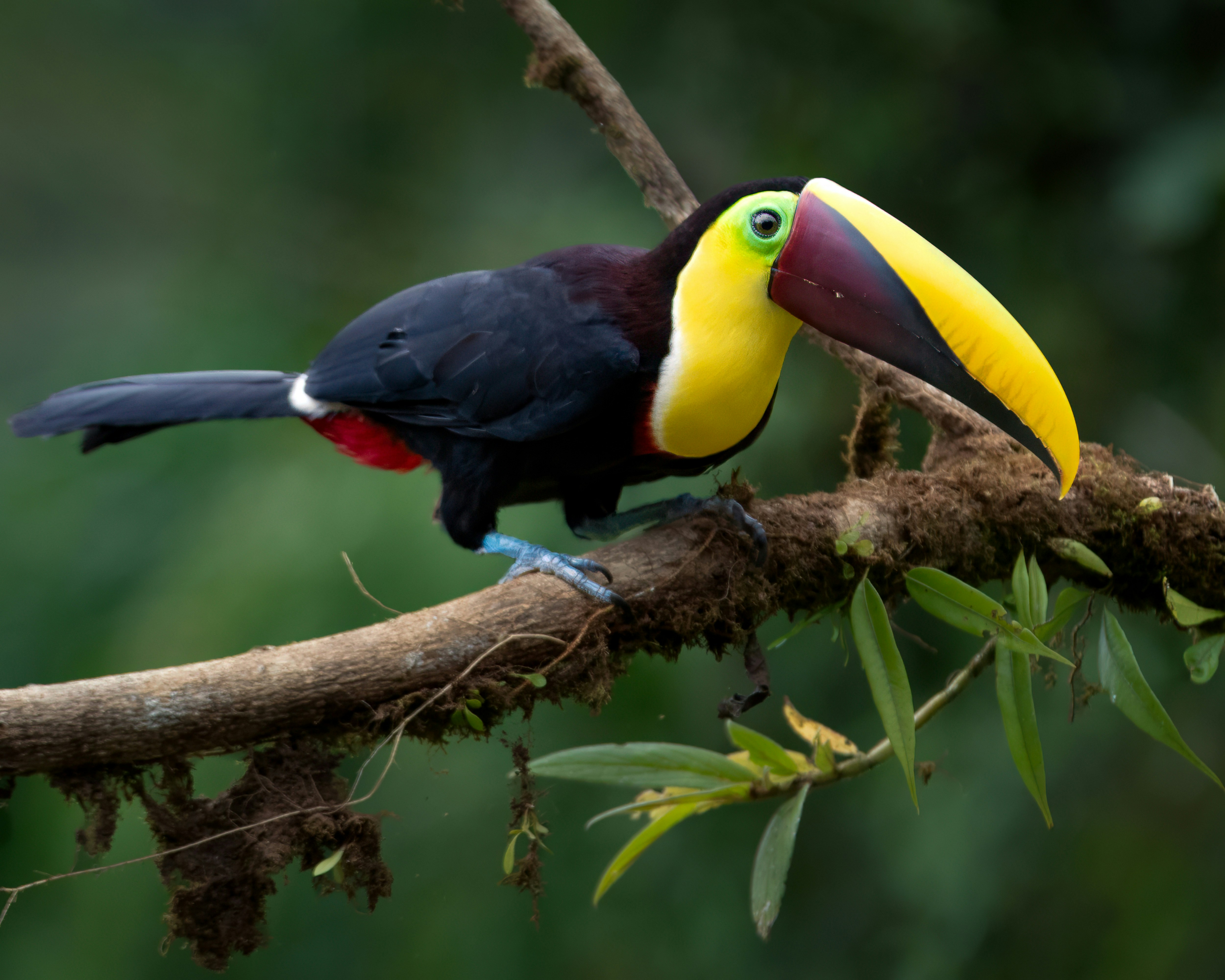 Image of a toucan sitting on a branch in a forest in Costa Rica - KILROY
