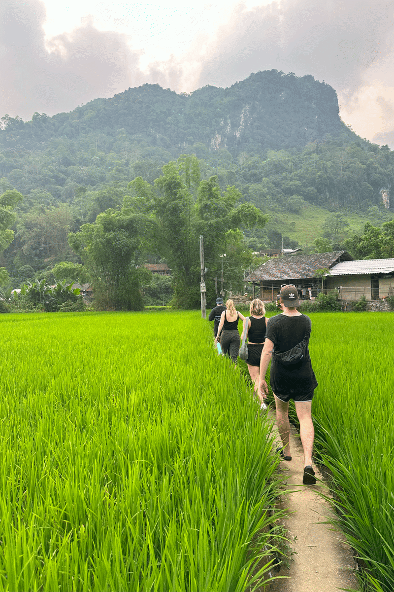 Group Of KILROY Travellers Hiking Through A Rice Field On The Ba Be Lake Trek In Vietnam