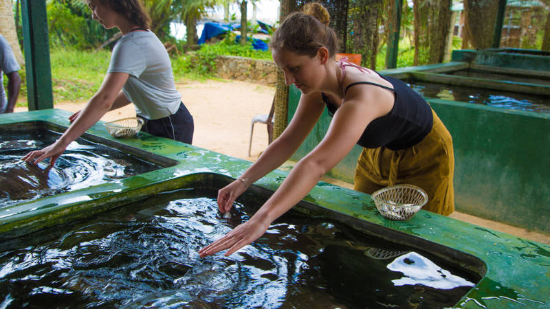 Female volunteer with a turtle in a pond in Sri Lanka working on a conservation project - KILROY