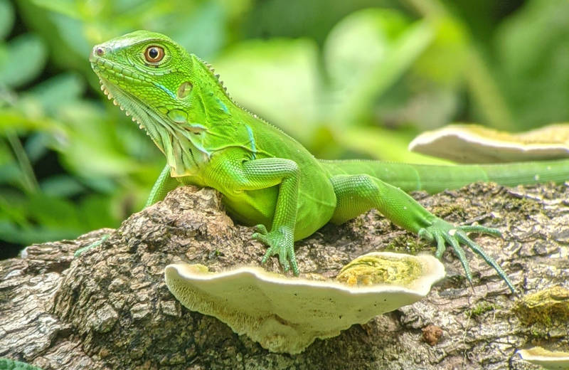 Green lizard in Corcovado National Park