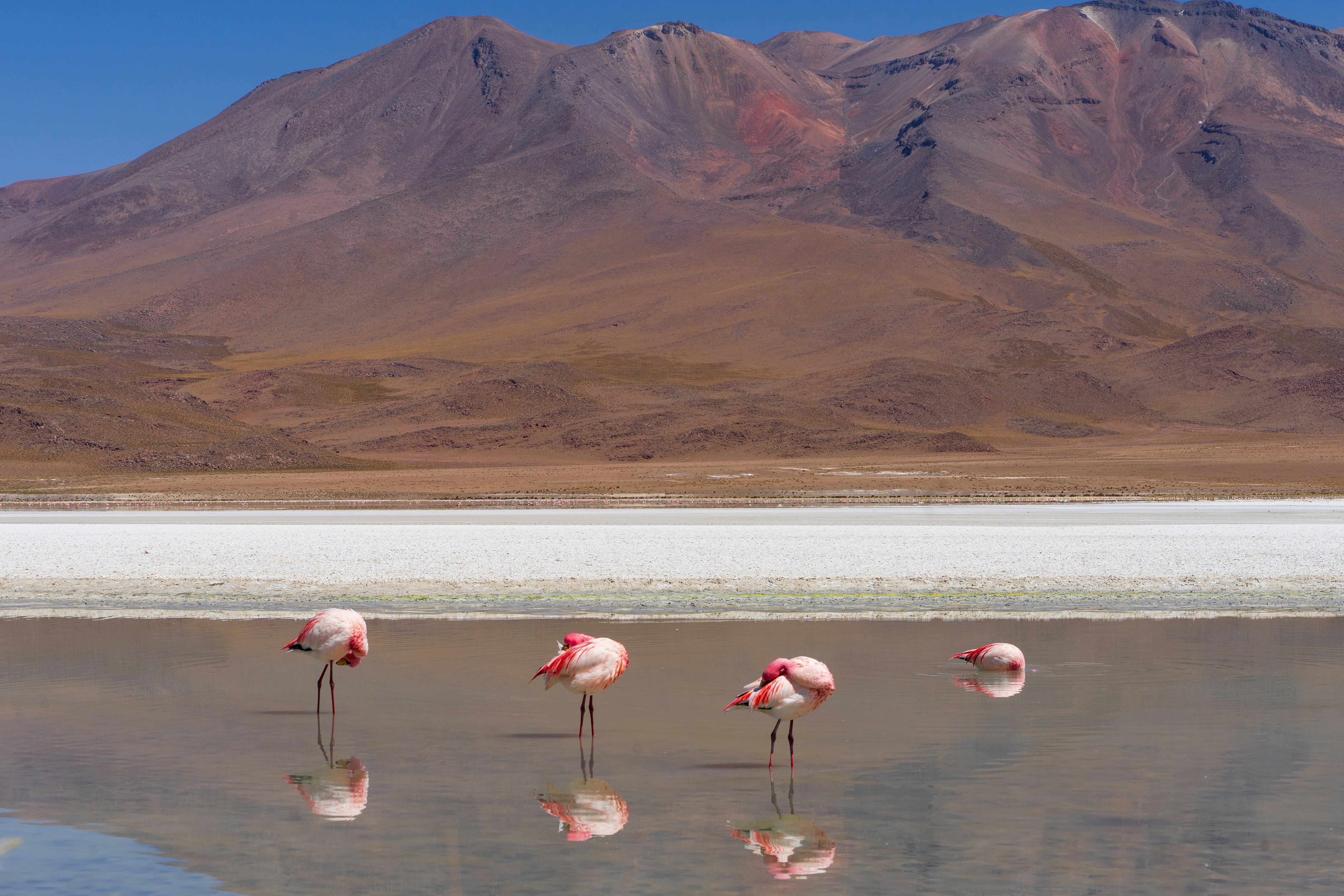 Image of flamingoes on Laguna Verde in Bolivia - KILROY