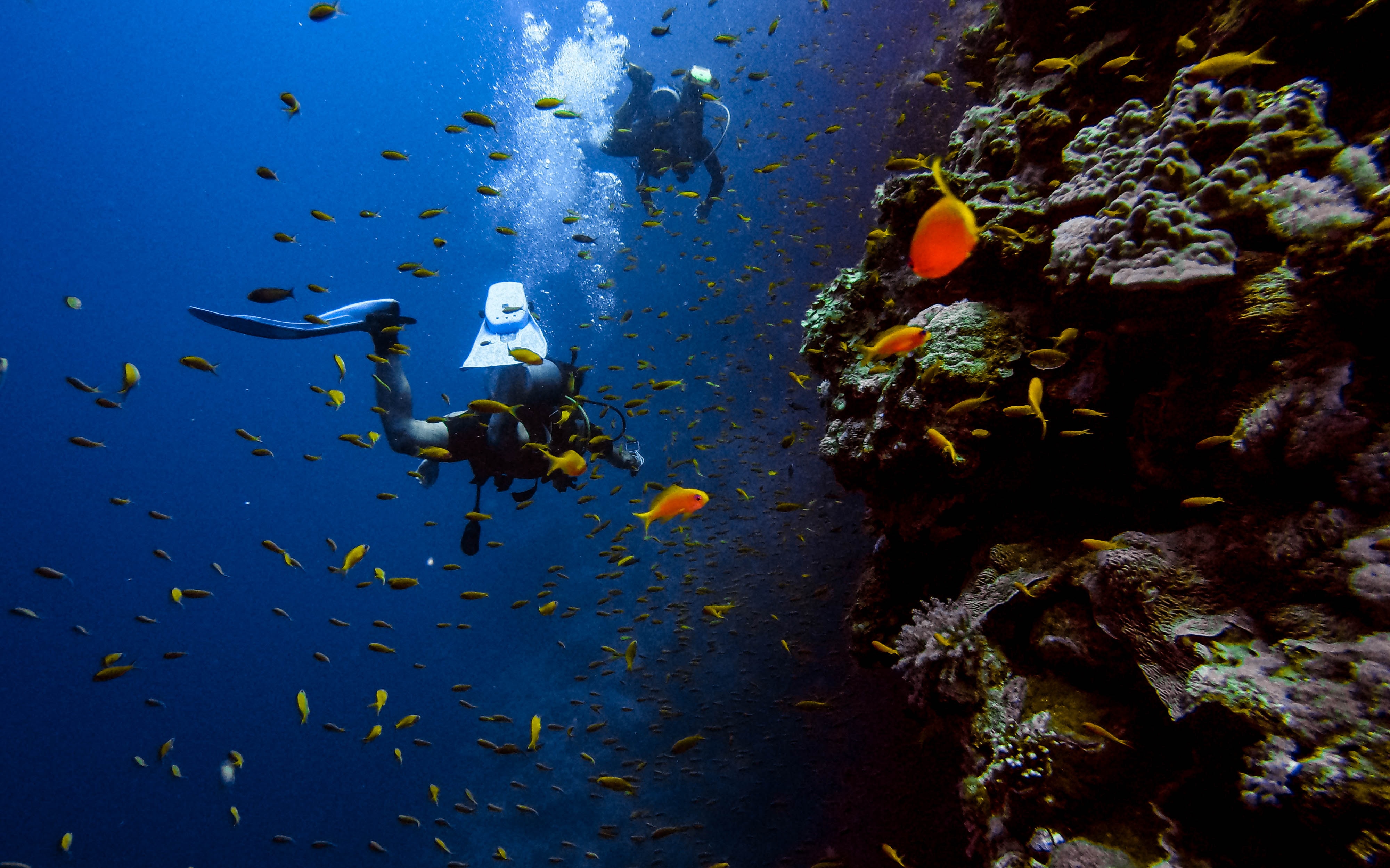 Image of two divers surrounded by colourful fish near a coral reef in Egypt - KILROY