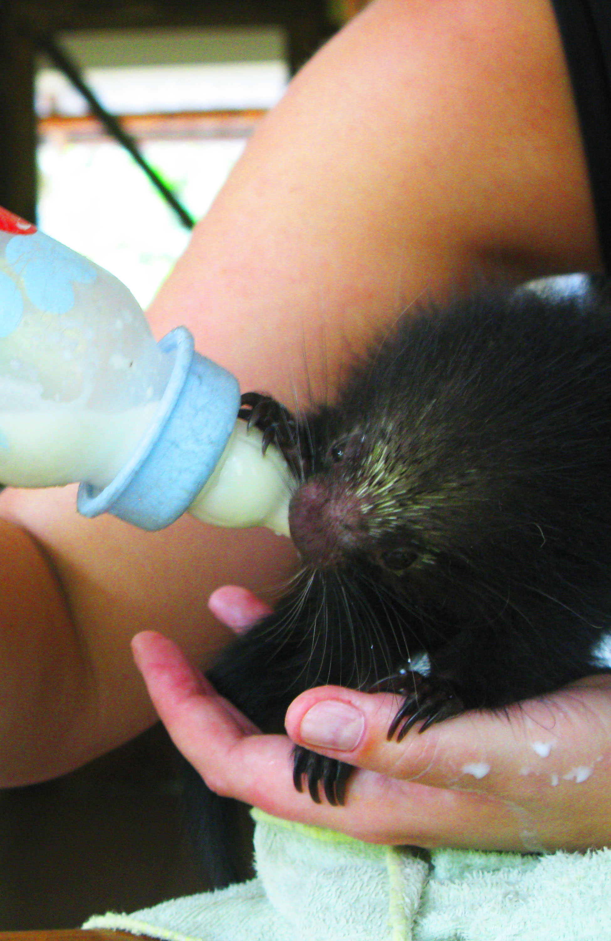 Image of a volunteer feeding a young animal in Costa Rica - KILROY