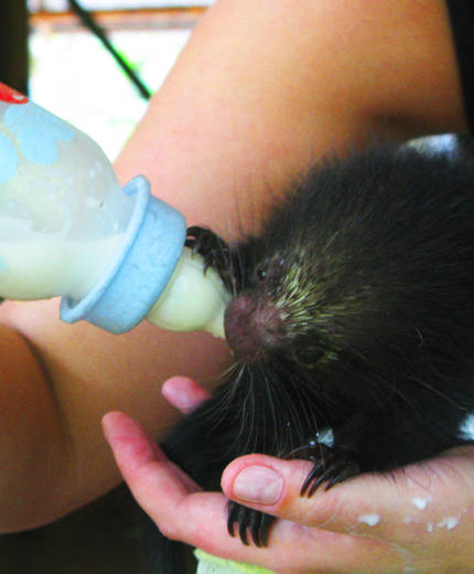 Image of a volunteer feeding a young animal in Costa Rica - KILROY